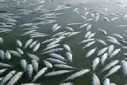 
بیش از پنج هزار قطعه ماهی در هورالعظیم تلف شد
