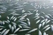 
بیش از پنج هزار قطعه ماهی در هورالعظیم تلف شد
