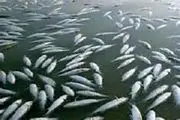 
بیش از پنج هزار قطعه ماهی در هورالعظیم تلف شد
