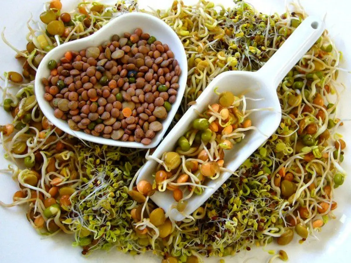 خواص شگفت انگیز جوانه ها