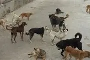 لزوم جمع‌آوری و اتلاف سگ‌های ولگرد قبل از بازگشایی مدارس در زاهدان