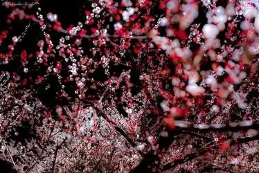 resized_1541387_910