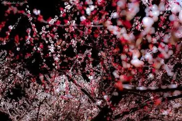 resized_1541387_910