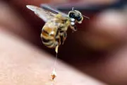 «زنبور جواهر» به کمک درمان پارکینسون می‌آید!