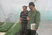 اشتغالزایی برای 8 نفر با ایجاد یک واحد گلخانه ای در مشگین