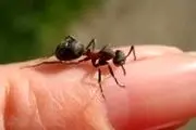  نمایی نزدیک از چشم مورچه
