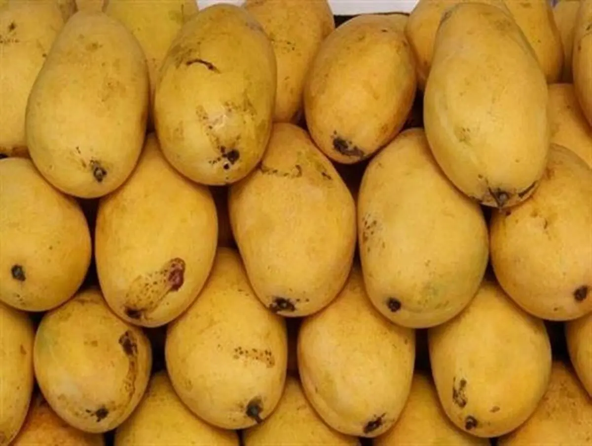 مگس مدیترانه ای مسافری ناخوانده!