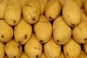 مگس مدیترانه ای مسافری ناخوانده!