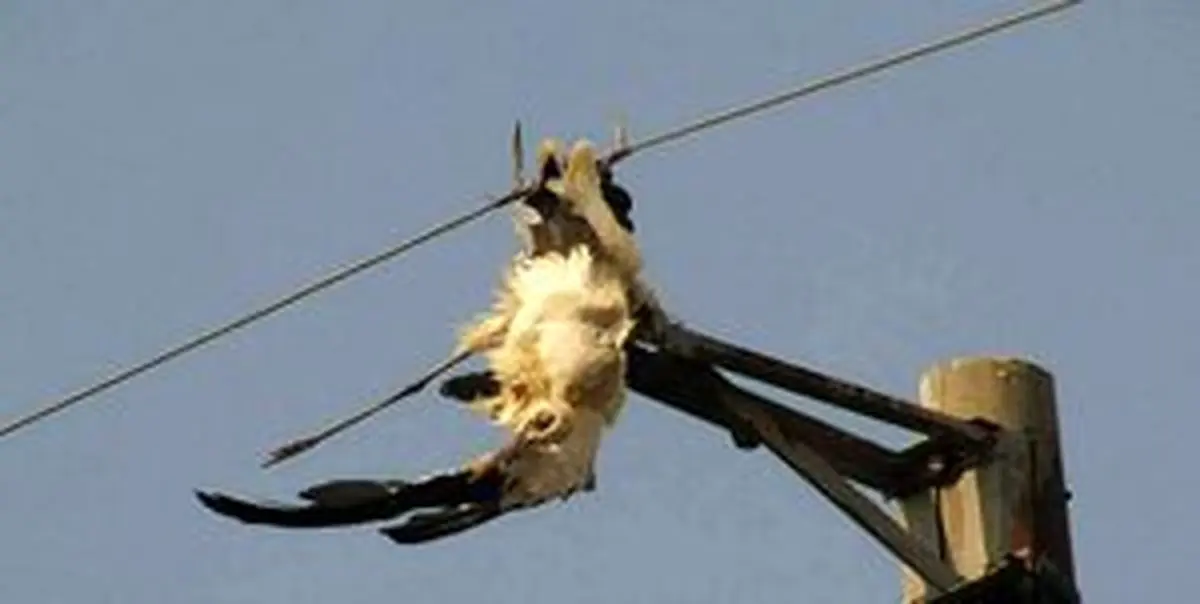 یک پرنده برق پاوه را قطع کرد!