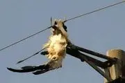 یک پرنده برق پاوه را قطع کرد!