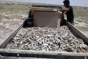 خشکسالی باعث مرگ بیش از ده هزار ماهی در تالاب هامون شد