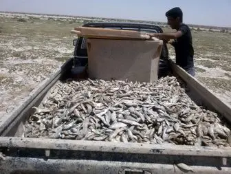 خشکسالی باعث مرگ بیش از ده هزار ماهی در تالاب هامون شد