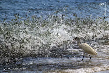 bz2yfw3Stawk