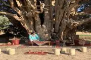 کاشت نهال به هر بهانه‌ای