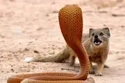 جنگ دیدنی ببین خدنگ و مار افعی!
