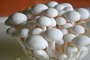بهترین روش پخت قارچ کدام است؟!
