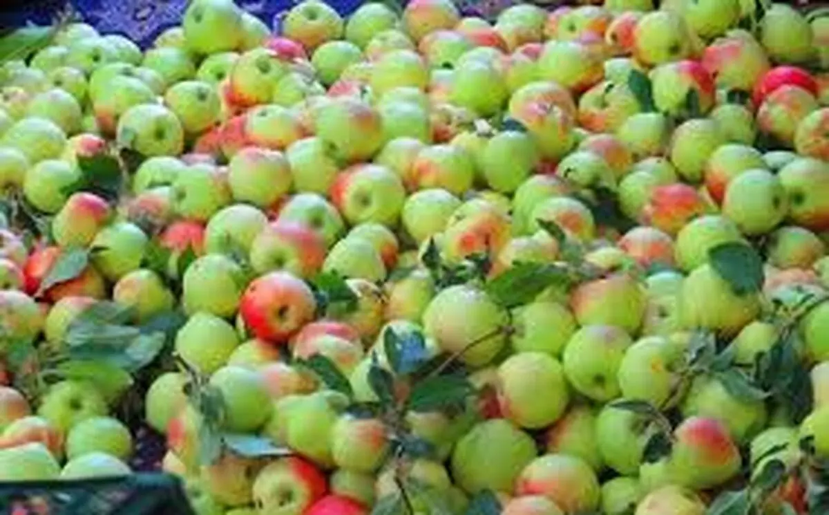 از فواید جادویی سیب گلاب 