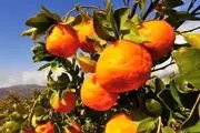 
فروش نارنگی 800 تومانی مازندران به قیمت 12 هزار تومان در تهران!
