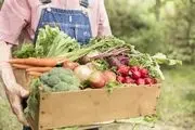 چرا باید محصولات ارگانیک استفاده کنید؟
