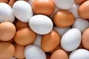 قیمت هر شانه تخم‌مرغ به ۳۰۰ هزار تومان رسید!