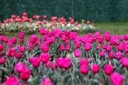 جشنواره گل‌های لاله در اراک/ گزارش تصویری
