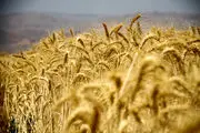 
کرمان از بهترین استانها در تولید گندم و سیلوهای ذخیره سازی است
