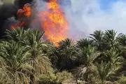 آتش سوزی در نخلستان های کرمان