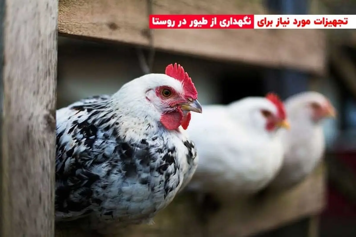 تجهیزات مورد نیاز برای نگهداری از طیور در روستا