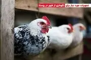 تجهیزات مورد نیاز برای نگهداری از طیور در روستا

