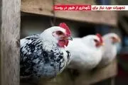 تجهیزات مورد نیاز برای نگهداری از طیور در روستا

