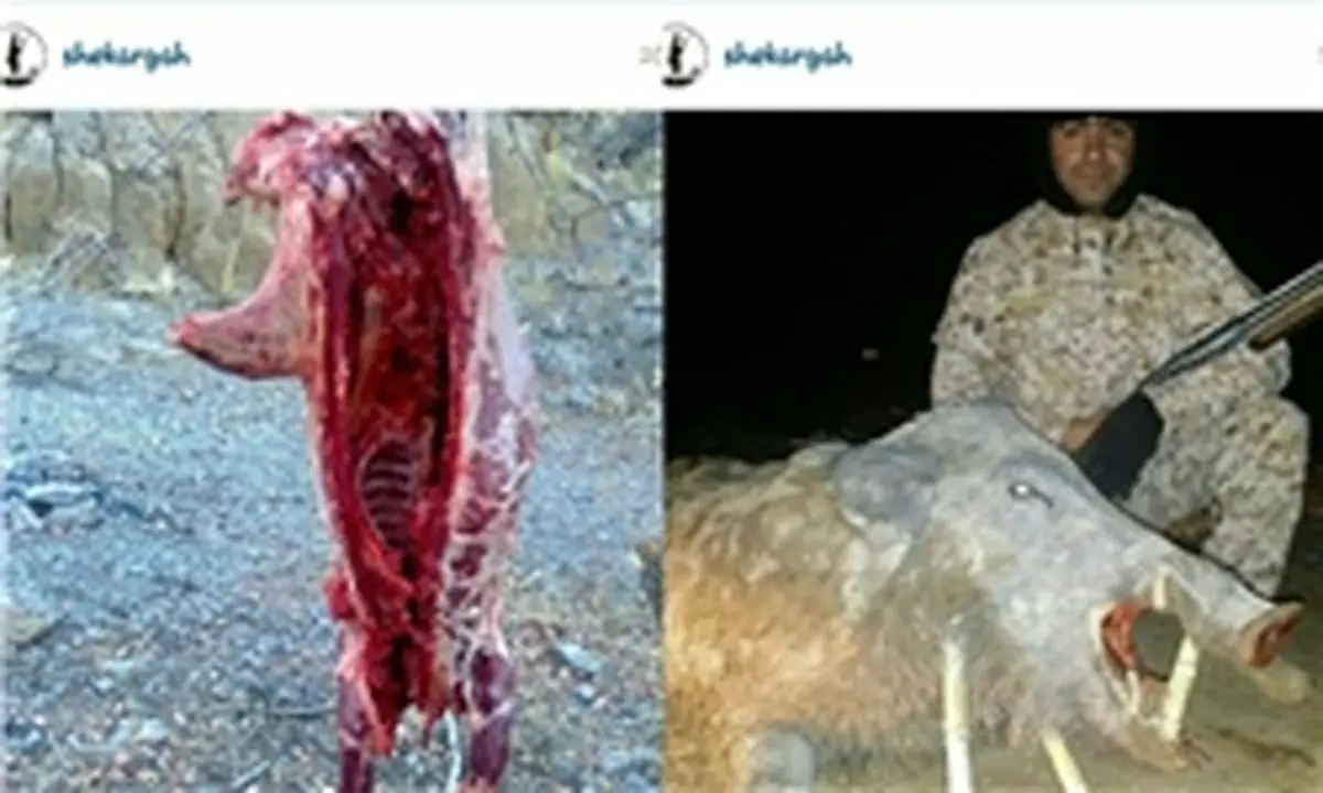 خواب سنگین محیط زیست و غارتگران حیات وحش