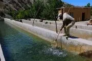 آخرین وضعیت واردات تیلاپیا 