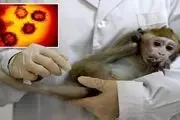 ابتلای بیش از ۱۲ هزار نفر به آبله میمون در ۶۸ کشور جهان

