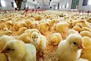 تولید ماهانه گوشت مرغ به ۲۲۰ هزارتن می رسد
