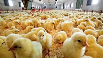 تولید ماهانه گوشت مرغ به ۲۲۰ هزارتن می رسد
