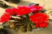 دنیای زیبای کاکتوس ها در حوالی البرز + تصاویر