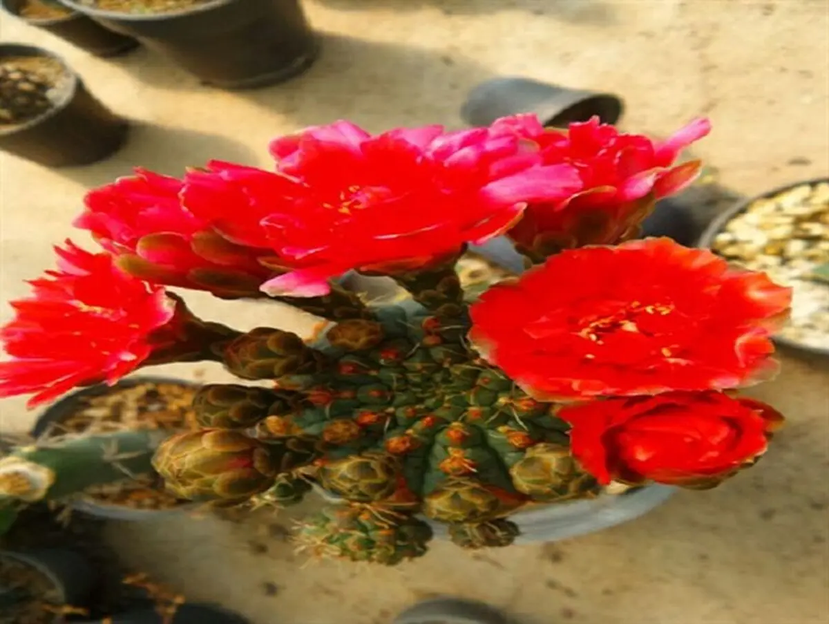 دنیای زیبای کاکتوس ها در حوالی البرز + تصاویر
