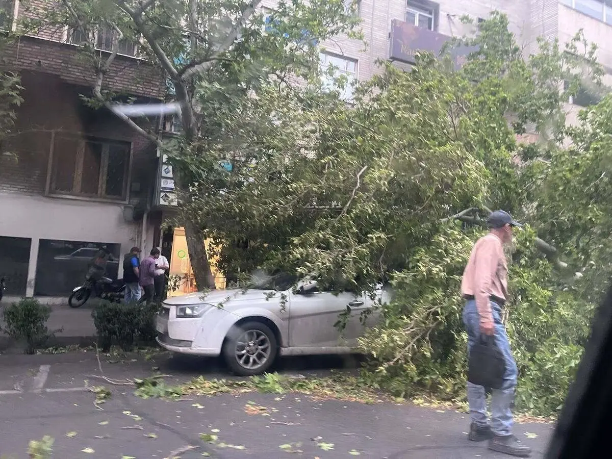 تصاویر سقوط چند درخت روی خودروهای مردم در بلوار کشاورز تهران در پی وزش شدید باد