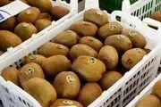 صادرات کیوی از مهر بلامانع است
