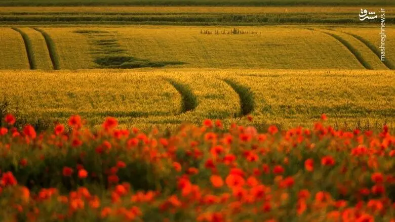 بهترین عکسهای خبری جهان/ گزارش تصویری