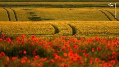 بهترین عکسهای خبری جهان/ گزارش تصویری