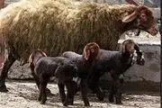 اسیدهای چرب امگا ۳ و ۶ در گوسفندهای کردی افزایش یافت 
