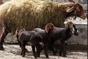 اسیدهای چرب امگا ۳ و ۶ در گوسفندهای کردی افزایش یافت 