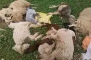 شیوع تب برفکی و کمبود واکسن در بروجرد