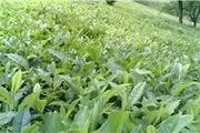 بازرگانان در صف خرید چای ایرانی