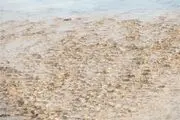 زنده شدن شریانهای حیاتی طارم