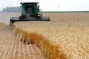 خرید گندم مازاد بر نیاز کشاورزان از ۲ میلیون تن گذشت