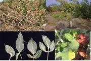 «گموز» یکی از مهمترین بیماری های درختان پسته در استان کرمان