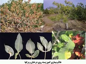«گموز» یکی از مهمترین بیماری های درختان پسته در استان کرمان