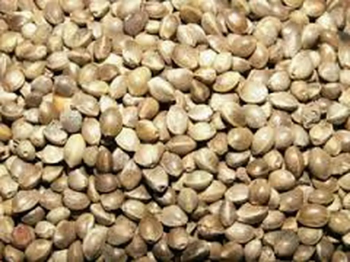 خواص شاهدانه بو داده را بشناسید